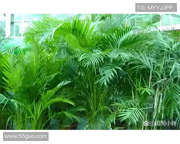 盆栽植物养护技巧全攻略,让你的家居环境更添绿意与生机 盆栽植物养护技巧全攻略,让你的家居环境更添绿意与生机